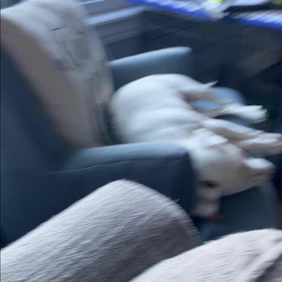 Meet your Posher, Connie - Picture 1 of 1